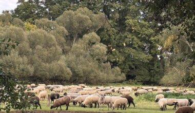 Schafsherde getroffen 🐑