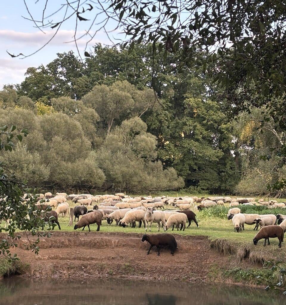 Schafsherde getroffen 🐑