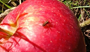 Der Apfeldieb scheint aber auch schon auf der Speisekarte zu stehen