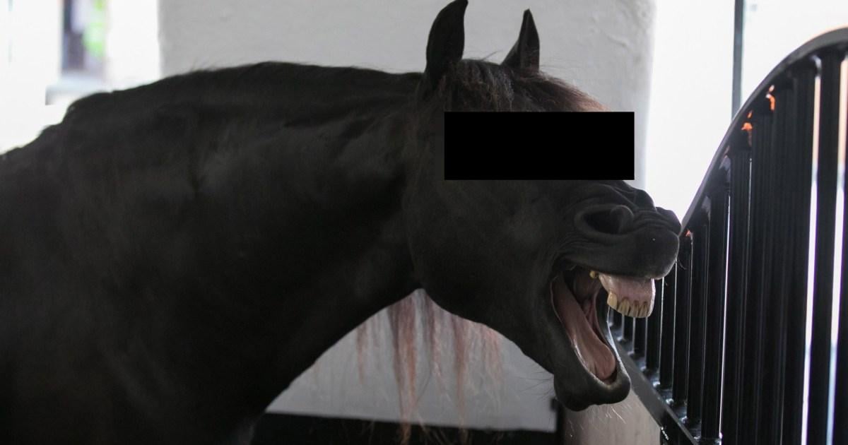 Man, 22, fined £750 after being caught having sex with female horse