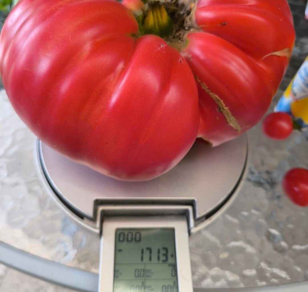 Das war meine Ernte dieses Jahr, daraus mache ich leckere Tomatensauce 😄👍