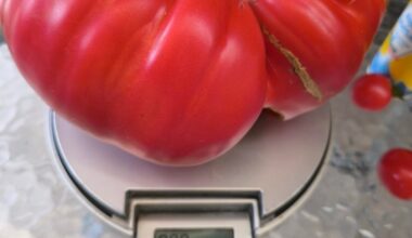 Das war meine Ernte dieses Jahr, daraus mache ich leckere Tomatensauce 😄👍