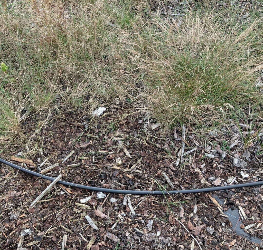 Bodendecker auf Rundenmulch?