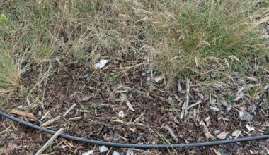 Bodendecker auf Rundenmulch?