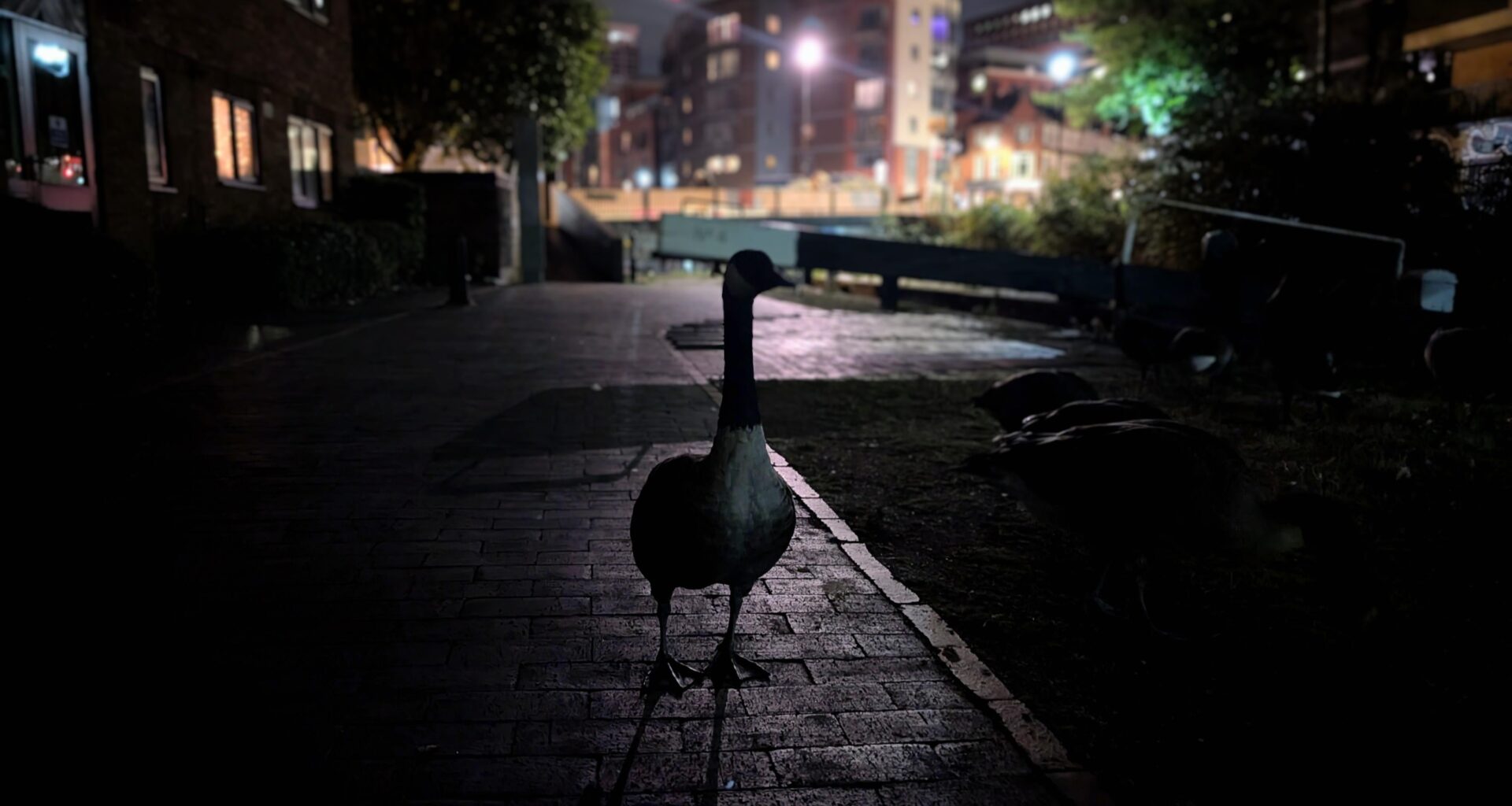 Just a goose trying to find it's way in this crazy world (geese aren't ducks)