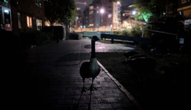 Just a goose trying to find it's way in this crazy world (geese aren't ducks)