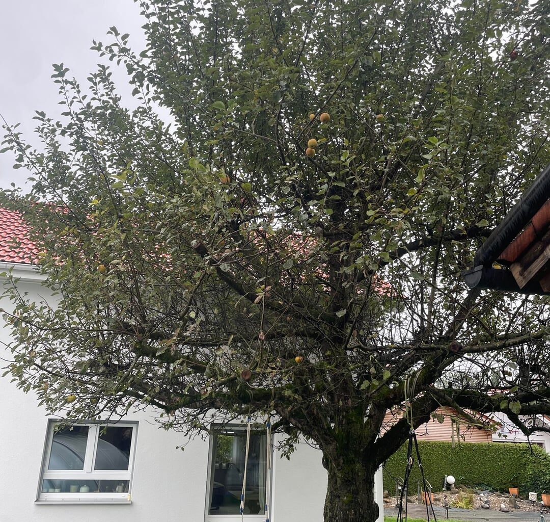 Was hat unser Boskop?