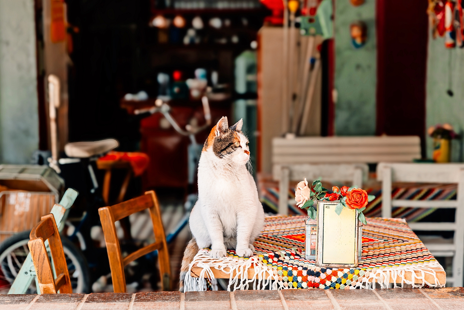 Cat sitting on the table in a cafe in Istanbul, Turkey.