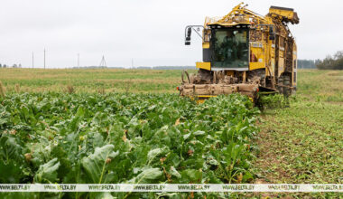 Belarus’ sugar beet harvest over 50% complete