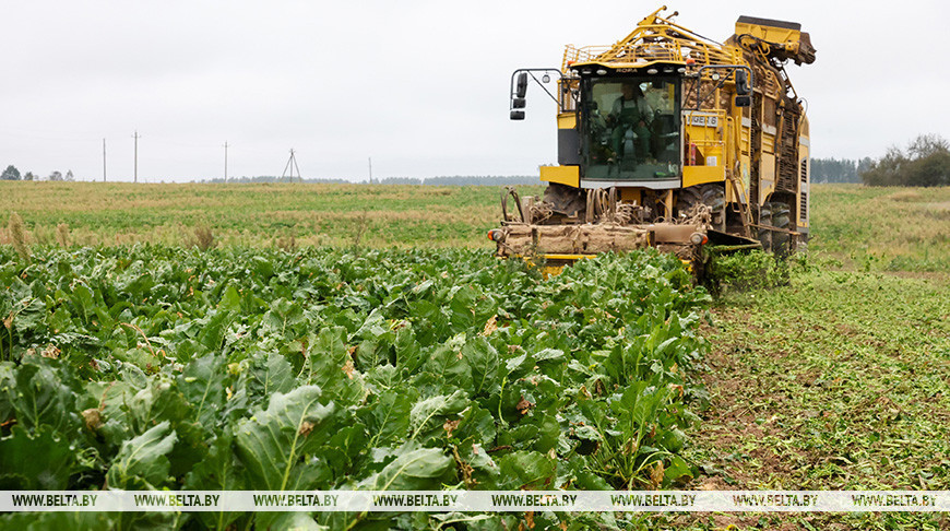 Belarus’ sugar beet harvest over 50% complete