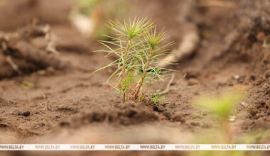Belarus’ reforestation campaign planned for 11-31 October