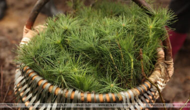 21m trees to be planted during Belarus’ reforestation campaign