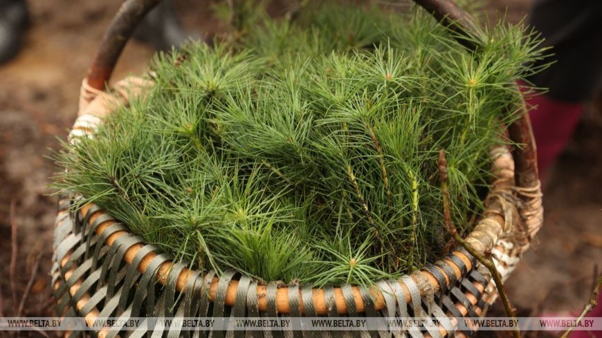 21m trees to be planted during Belarus’ reforestation campaign