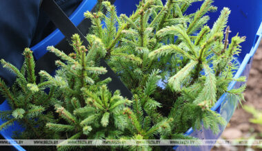Belarus plants 1.8m trees over weekend