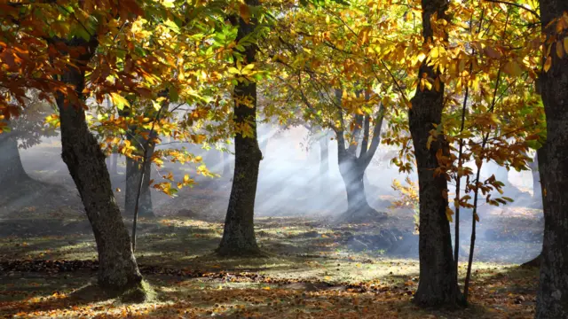 Horse chestnut trees in autumn dappled shade
