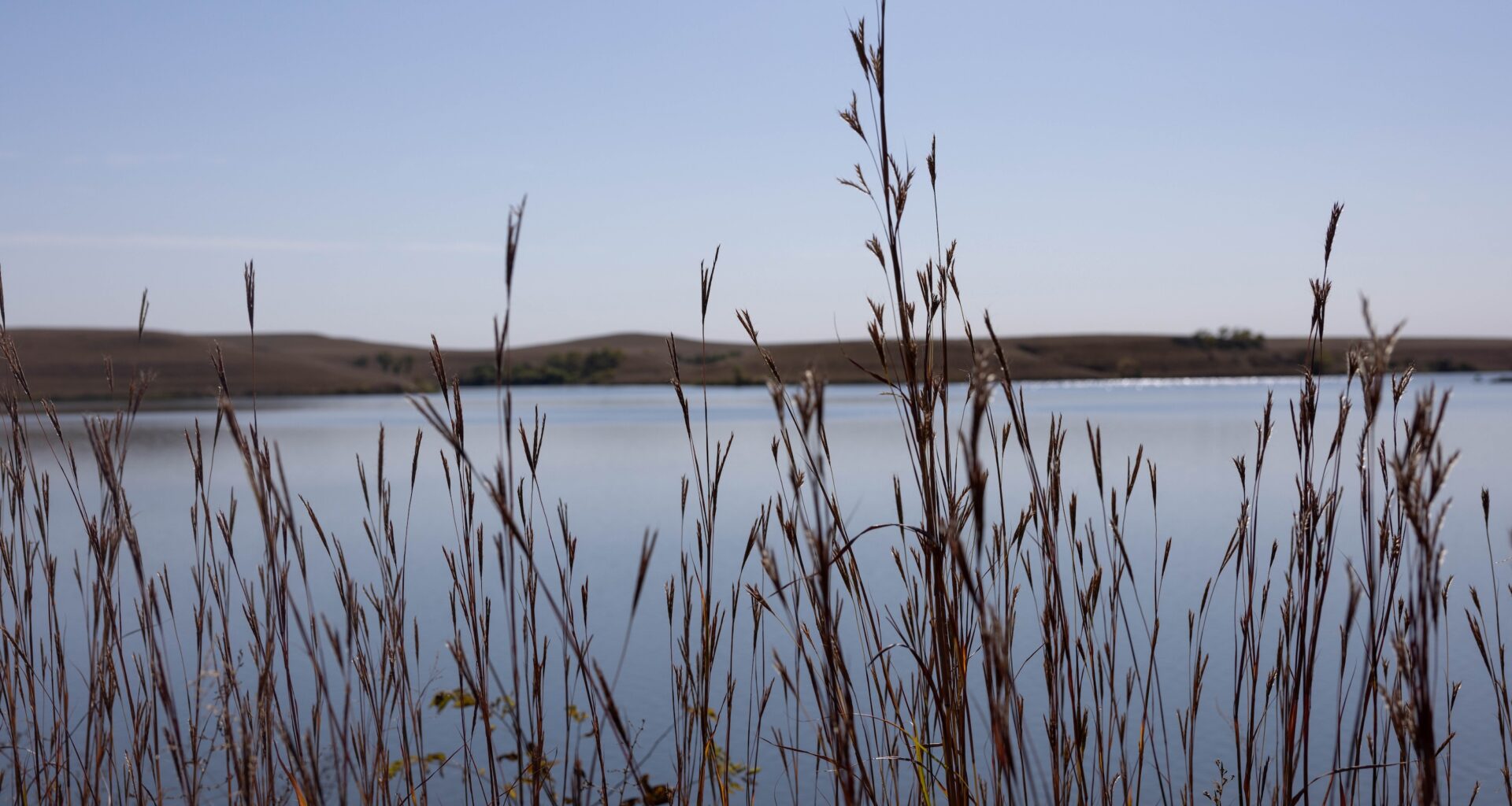 reeds in front of still water with land behind