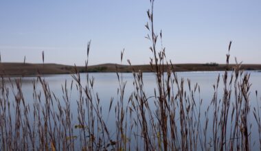 reeds in front of still water with land behind