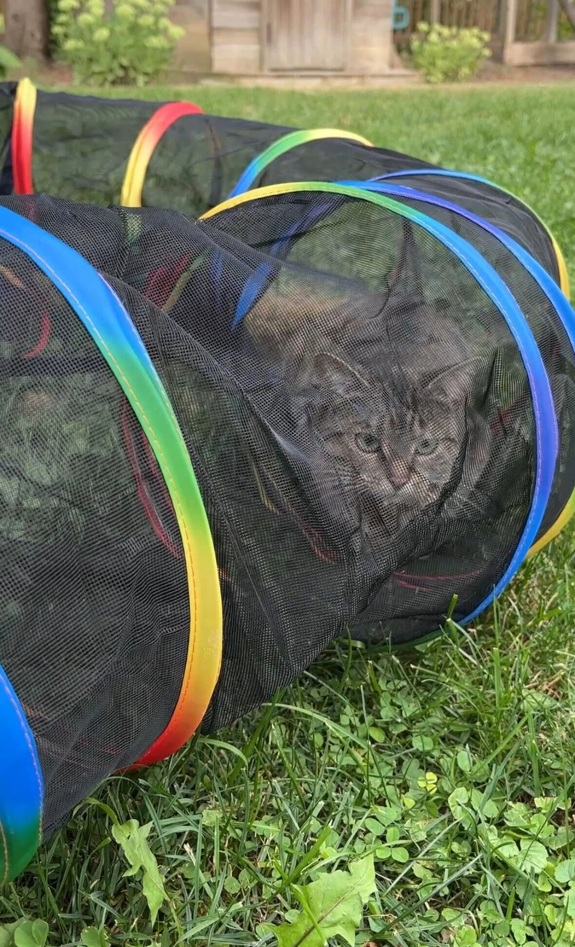 Stevie in her cat enclosure 