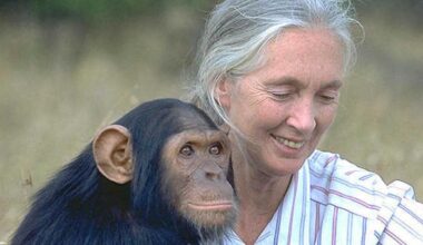 In Focus Podcast | Naming chimps, making room: Jane Goodall’s wild legacy for women in science