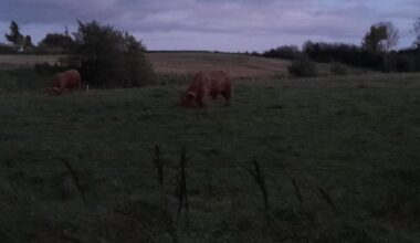 Highland Cattle on the Towpath.