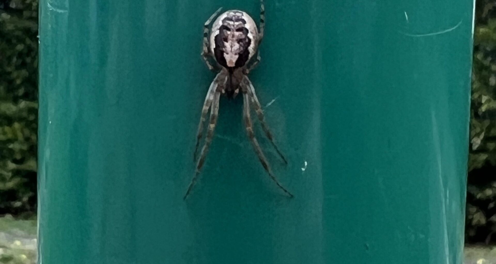 Was ist das für eine Spinne?