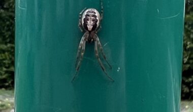 Was ist das für eine Spinne?