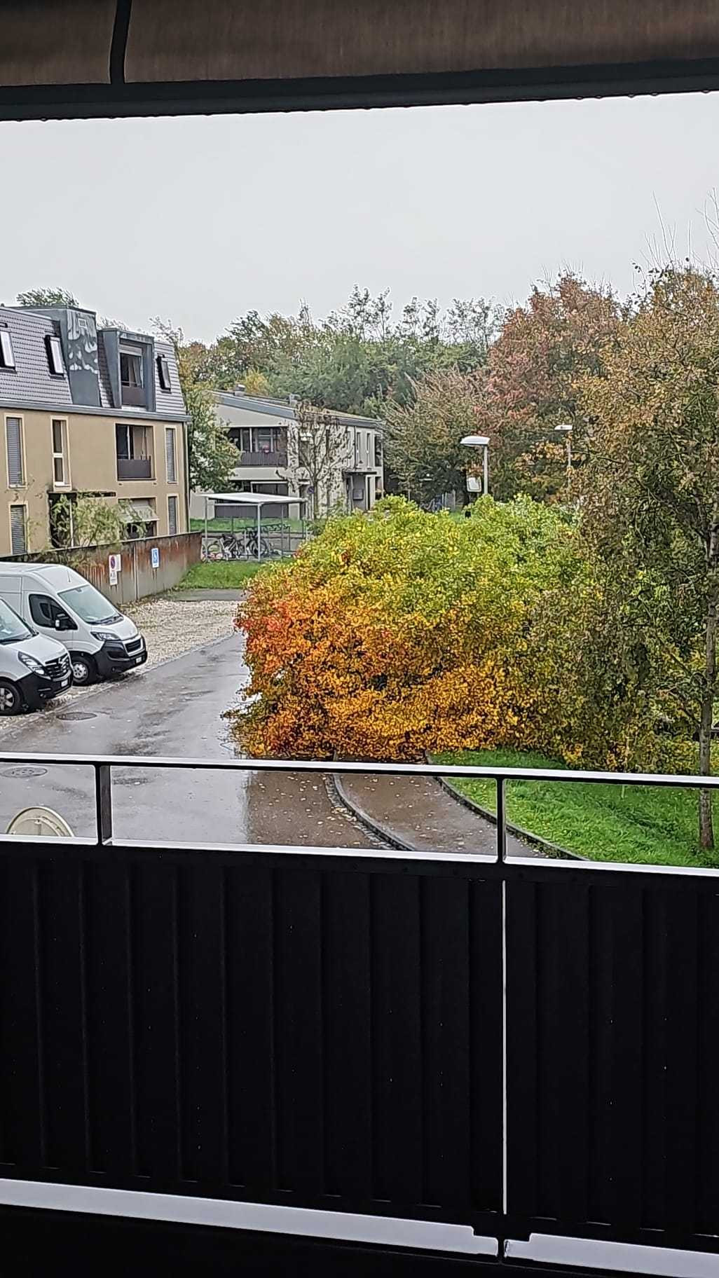 Blick auf eine regennasse Strasse mit herbstlichen Bäumen und parkenden Autos in einem Wohngebiet.