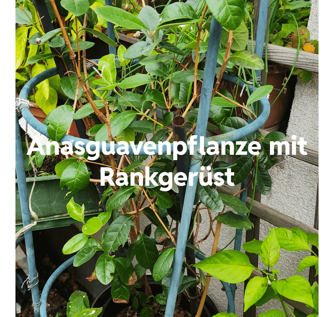 Ananasguave im Freien überwintern (Wien)?