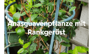 Ananasguave im Freien überwintern (Wien)?