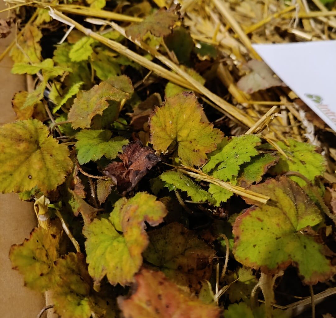 Pflanzenlieferung so ok?