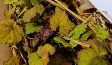 Pflanzenlieferung so ok?