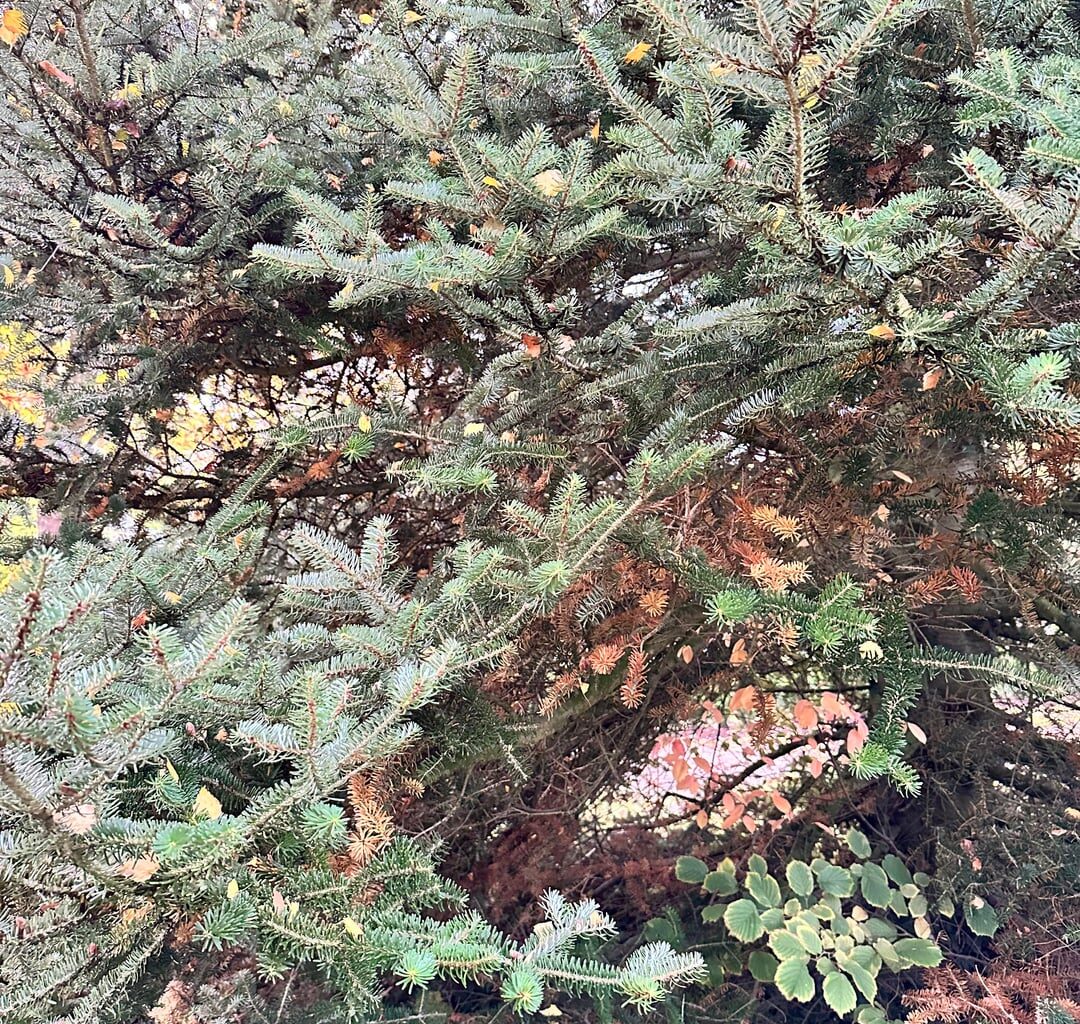 Tanne: Zweige werden braun. Warum?