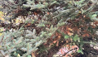 Tanne: Zweige werden braun. Warum?