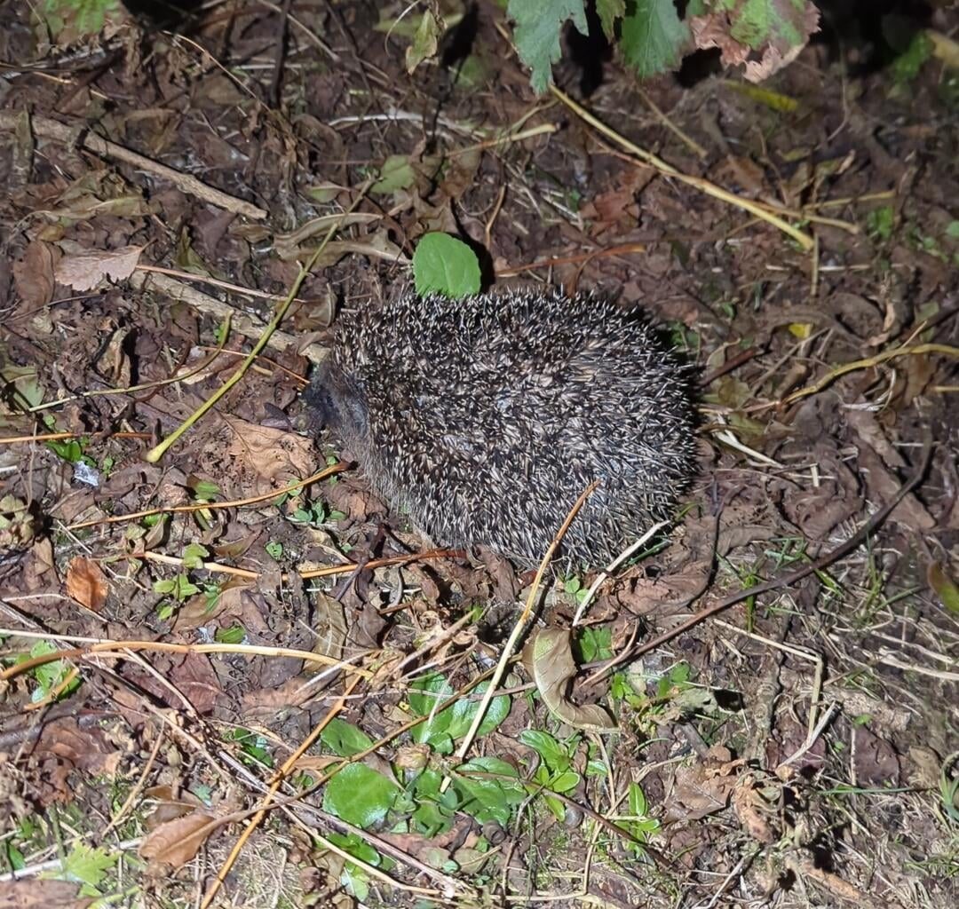 Found a young hedgehog whilst walking the dog earlier