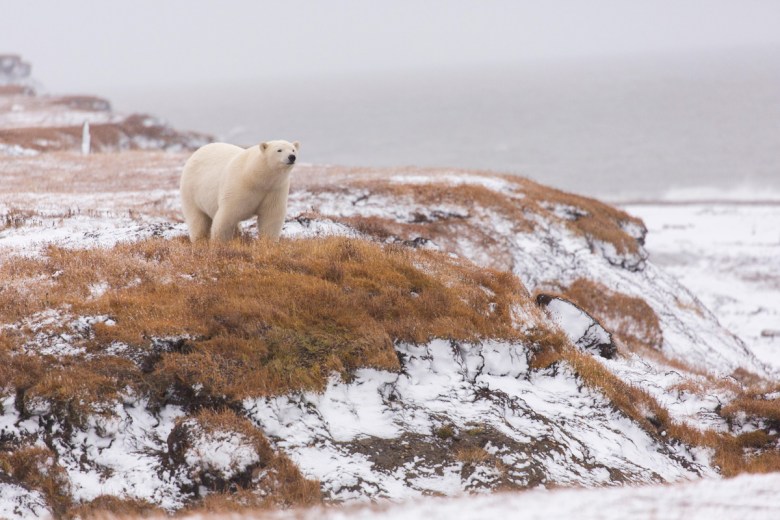 polar bear in ANWR