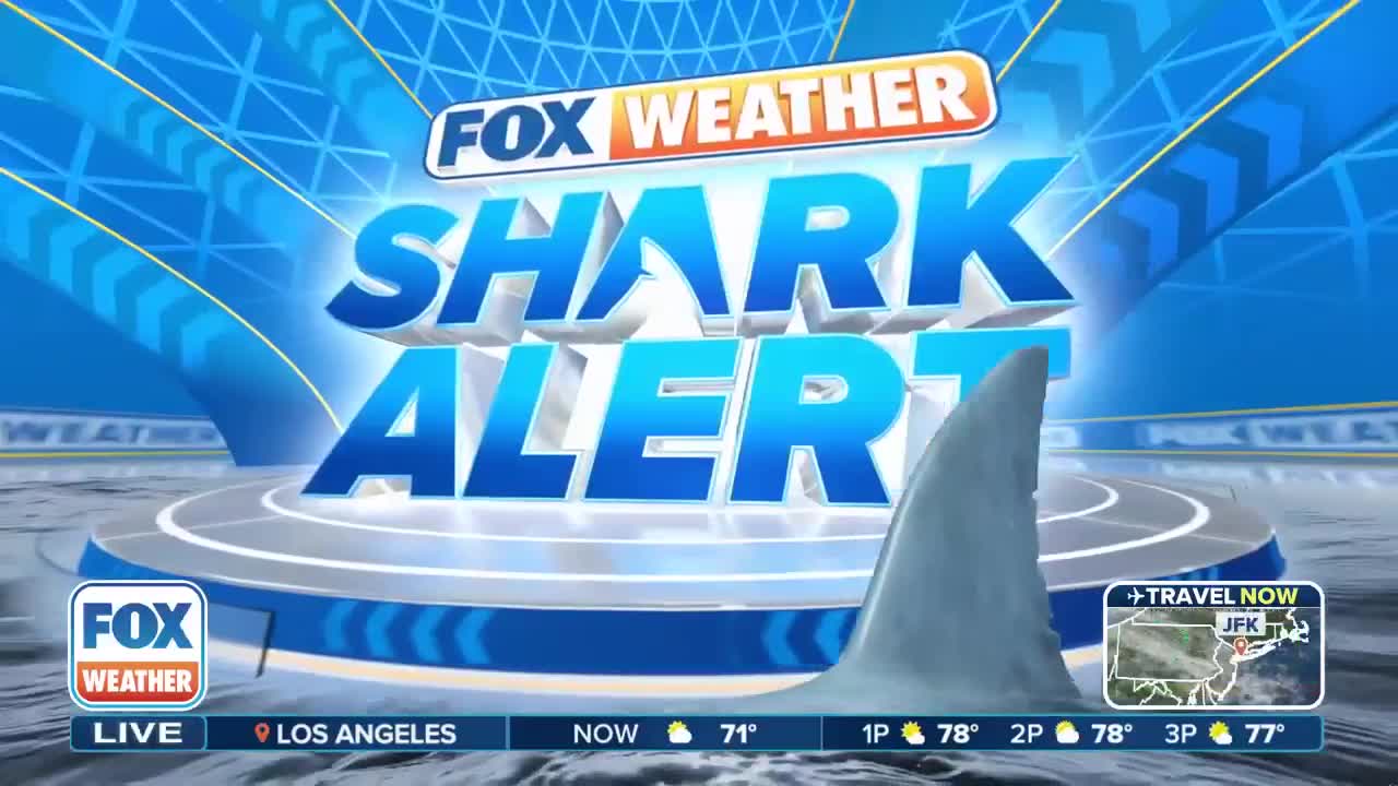 Top 'Contender': nonprofit OCEARCH tags largest great white shark on record in Atlantic