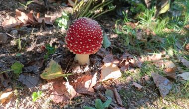 Pilze