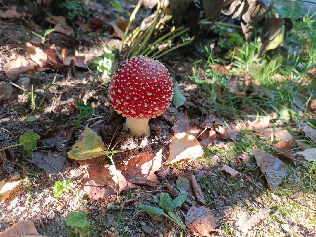 Pilze