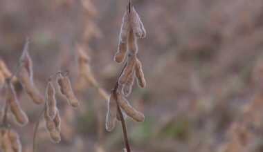 Soybean farmers face crisis as China halts purchases