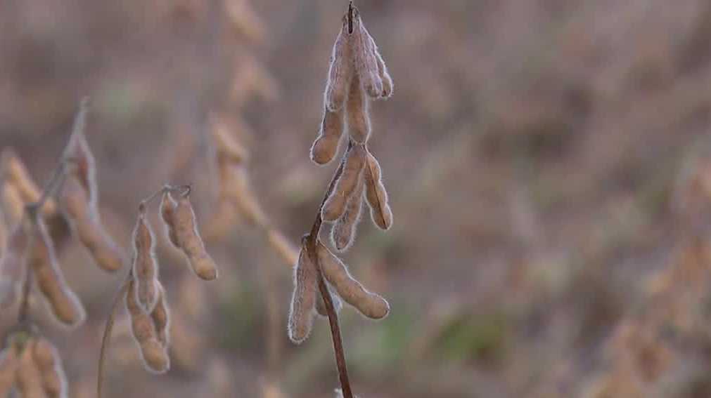 Soybean farmers face crisis as China halts purchases