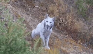 World's First-Ever White Iberian Lynx Gets Spotted In Spain, Leaves Everyone Mesmerised- WATCH Viral Video | Viral