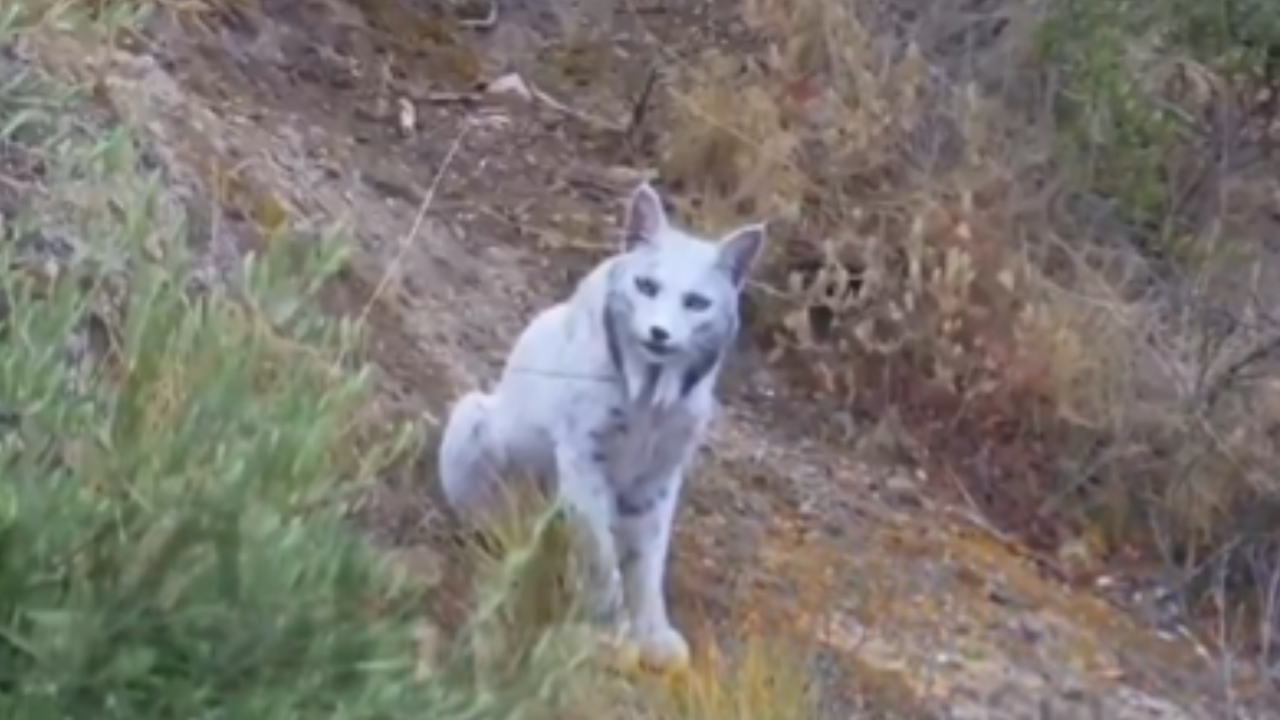 World's First-Ever White Iberian Lynx Gets Spotted In Spain, Leaves Everyone Mesmerised- WATCH Viral Video | Viral