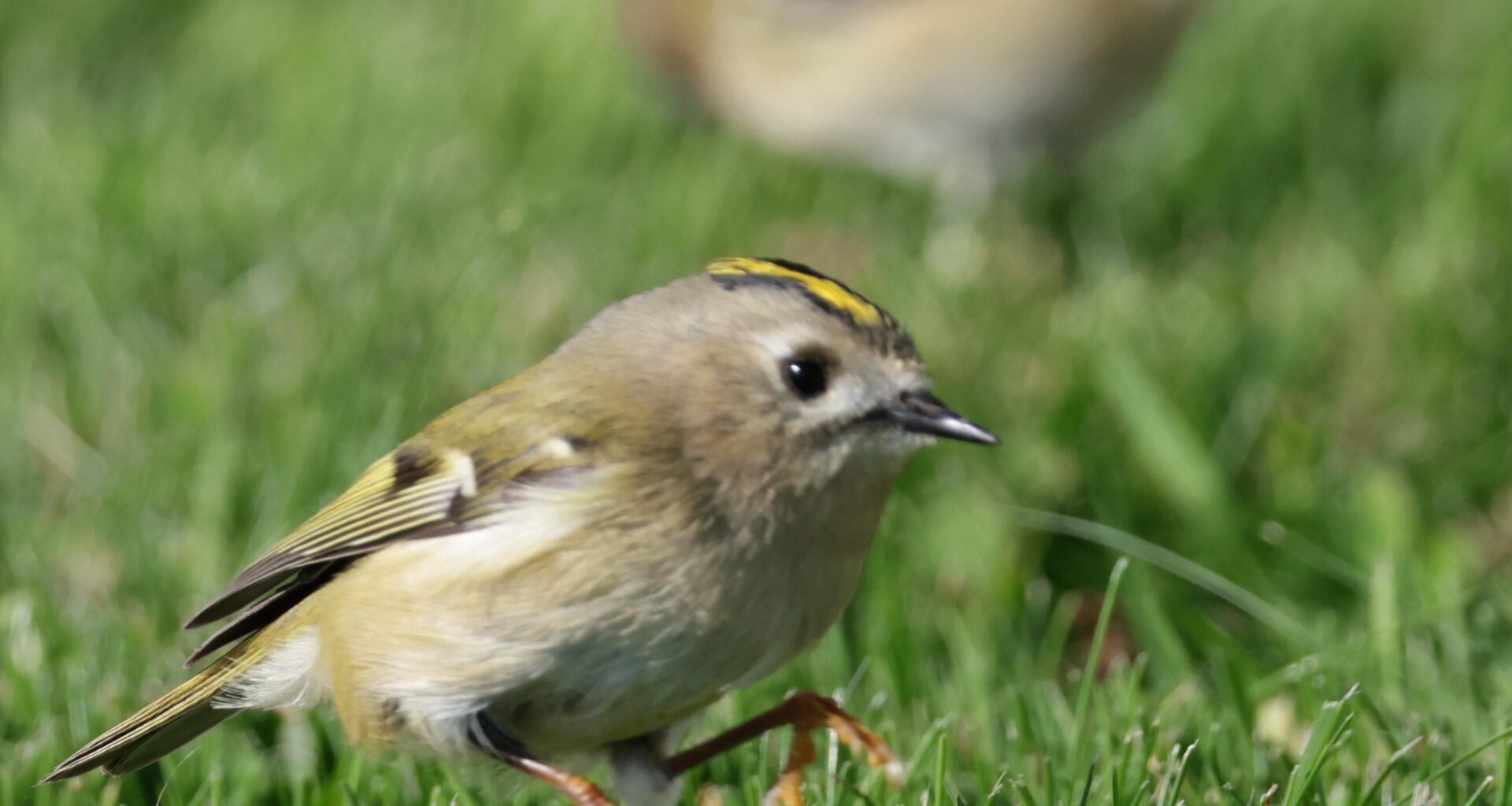 Glaube ich haben einen neuen Lieblingsvogel