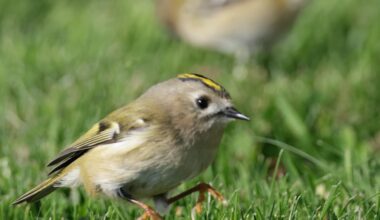 Glaube ich haben einen neuen Lieblingsvogel
