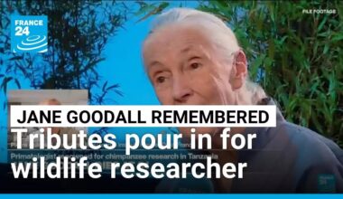Celebrated primatologist and conservationist Jane Goodall dies at 91 • FRANCE 24 English