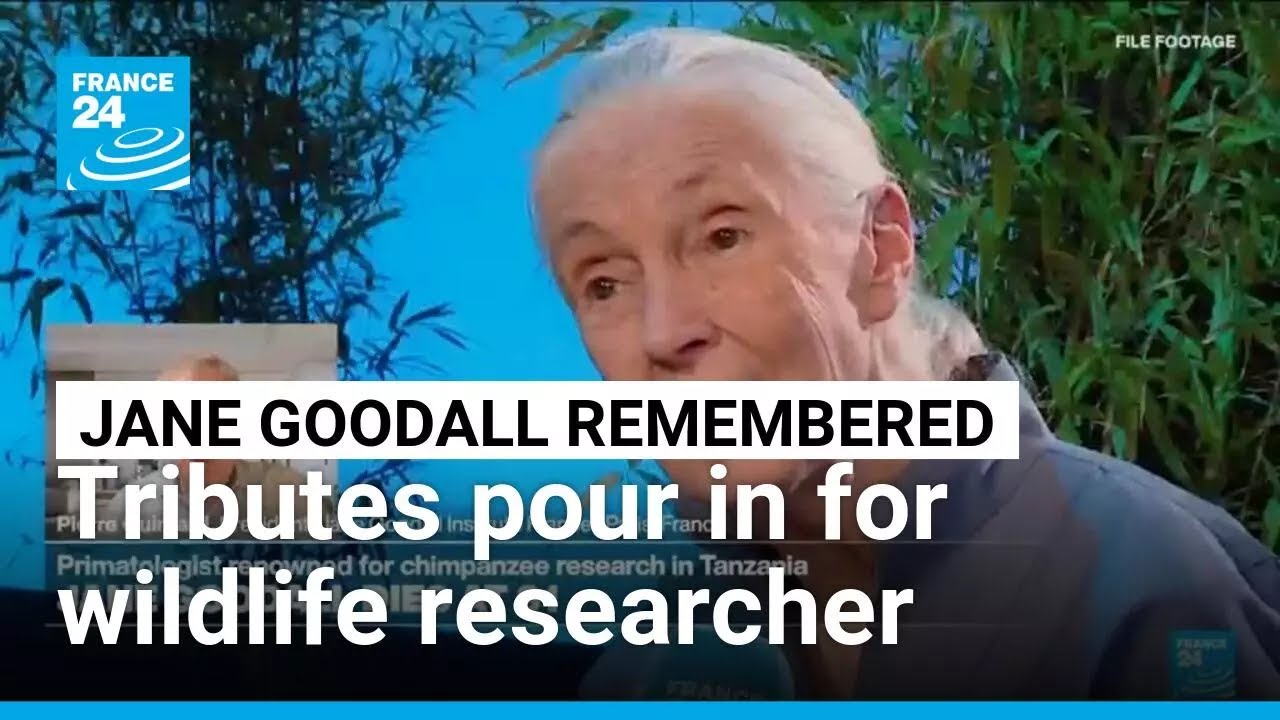 Celebrated primatologist and conservationist Jane Goodall dies at 91 • FRANCE 24 English