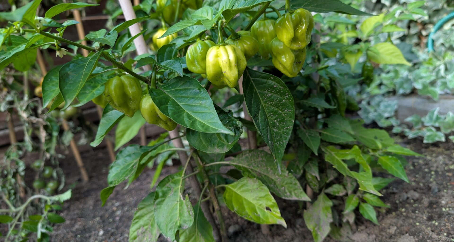 Hängen lassen und einpacken oder ausgraben