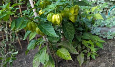 Hängen lassen und einpacken oder ausgraben