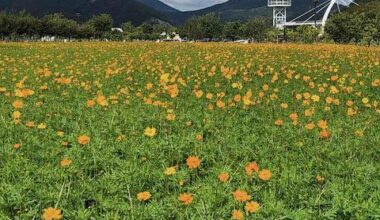 Autumn blooms Brighten Hwangsan Park in Yangsan, South Korea