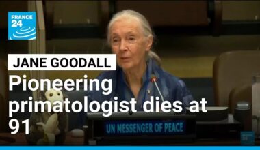 Jane Goodall, pioneering primatologist, conservationist and activist, dies at 91 • FRANCE 24
